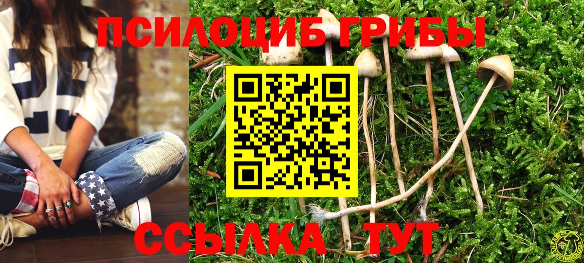 Псилоцибиновые грибы мицелий Сунжа